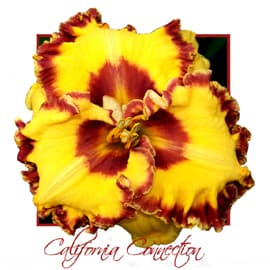 California Connection daylily