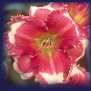 Calling All Angels daylily