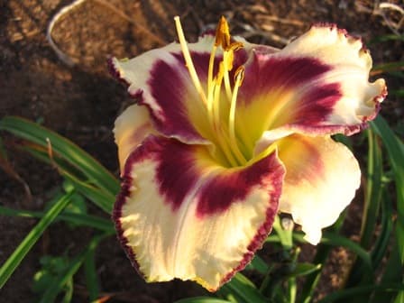 Canadian Border Patrol daylily