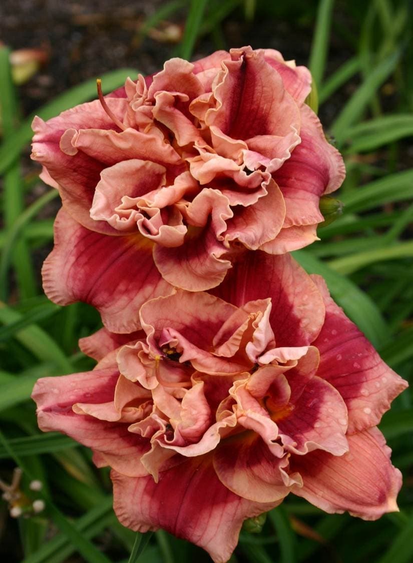Candy Splash daylily