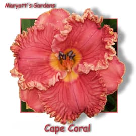 Cape Coral daylily