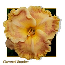 Caramel Sundae daylily