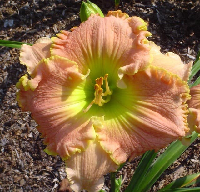 Carefree Sunset daylily