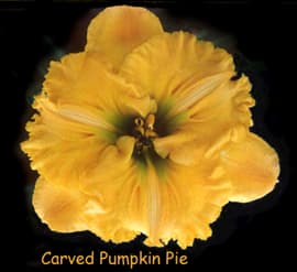 Carved Pumpkin Pie daylily