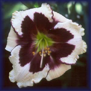 Celebration Of Angels daylily