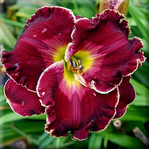 Celestial Empire daylily