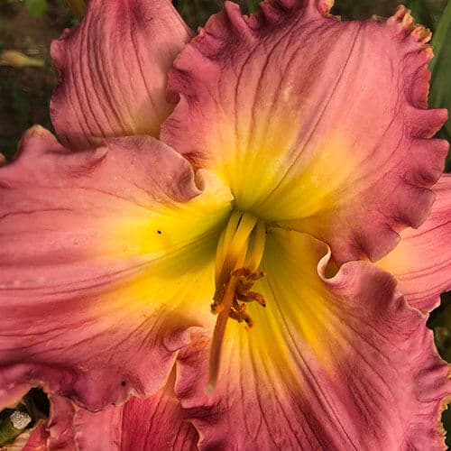 Chance Encounter daylily