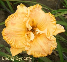 Chang Dynasty daylily