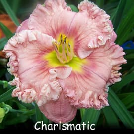 Charismatic daylily