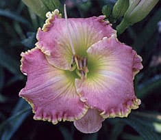 Chartered Course daylily