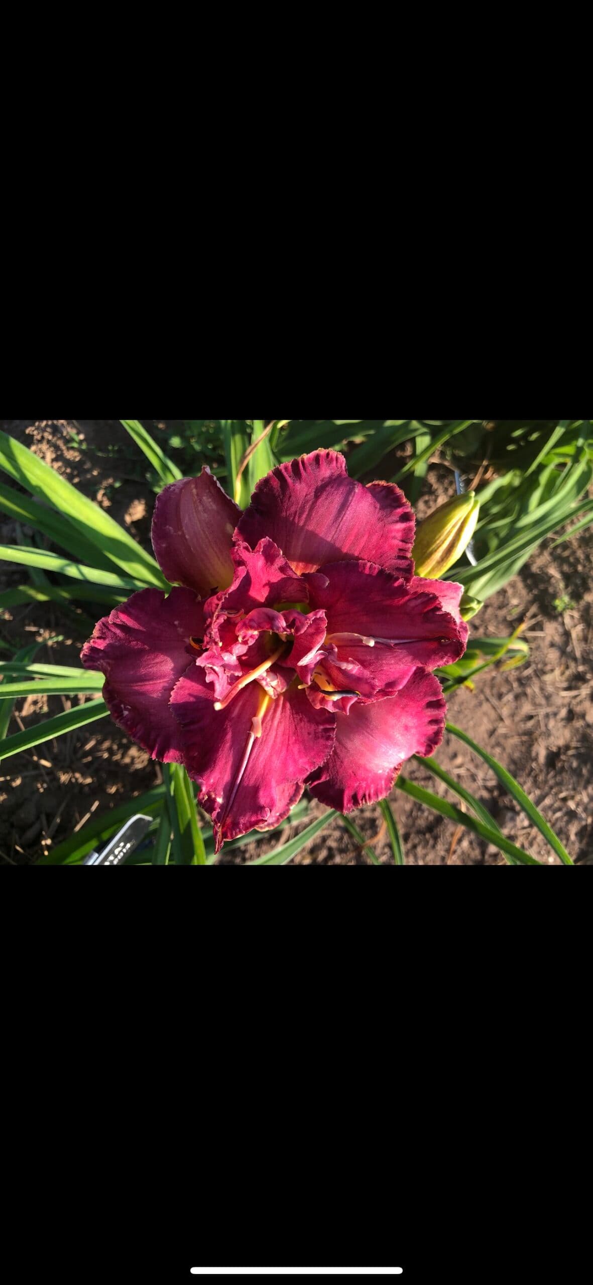 Chasing Serenity daylily