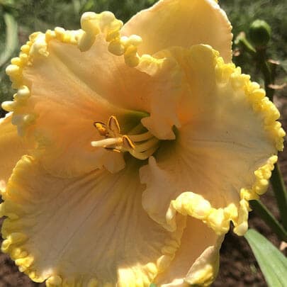 Cherishes Memories daylily