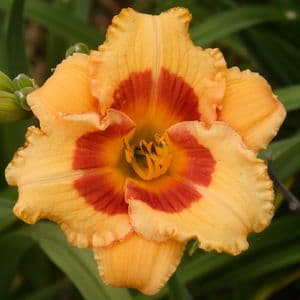 Cherry Candy daylily