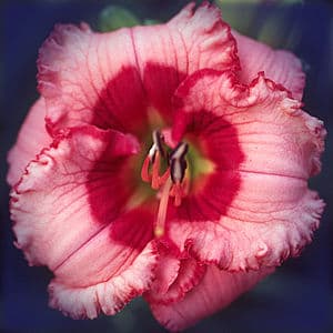 Cherry Valentine daylily