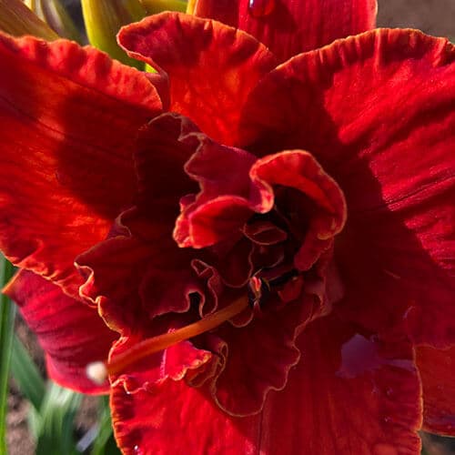 Chicago Firecracker daylily
