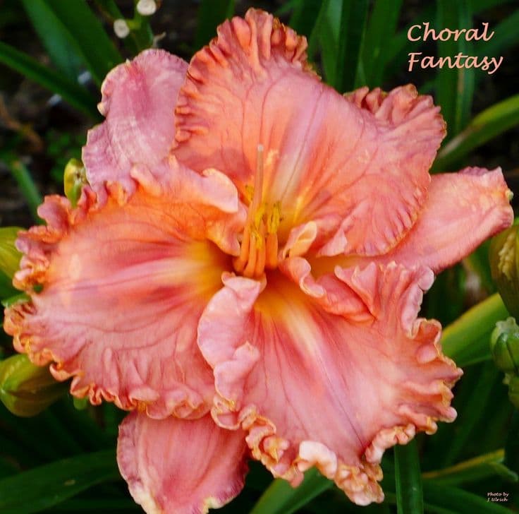Choral Fantasy daylily