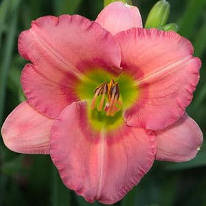 Chorus Line daylily