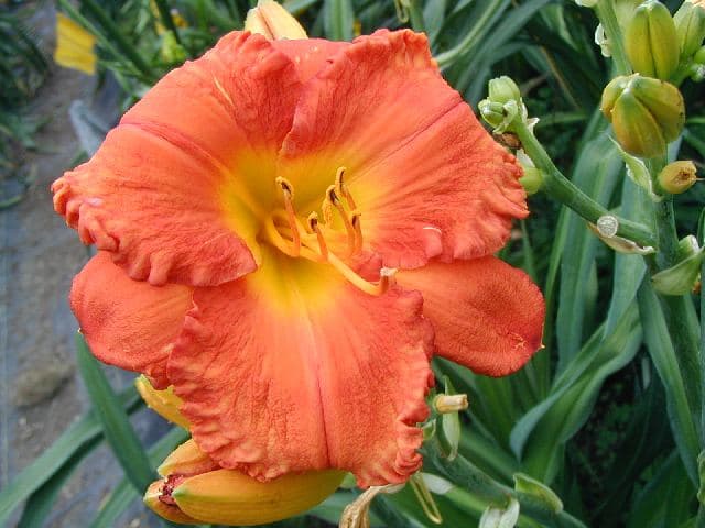 Clash Of Civilization daylily