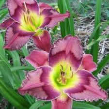 Cloak and Dagger daylily