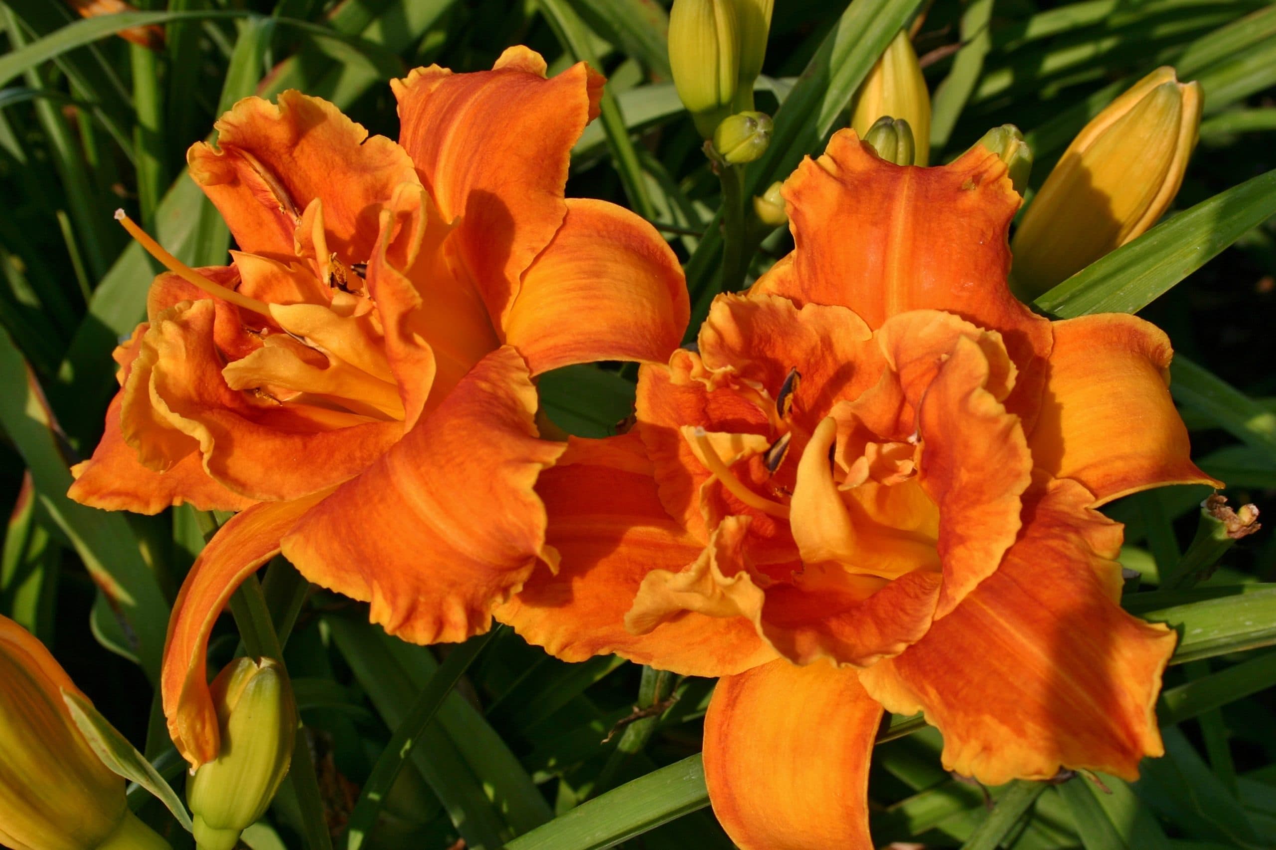 Cluster Muster daylily
