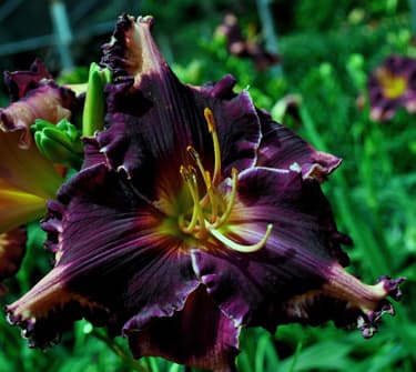 Coit Tower daylily