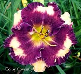Colby Coventry daylily