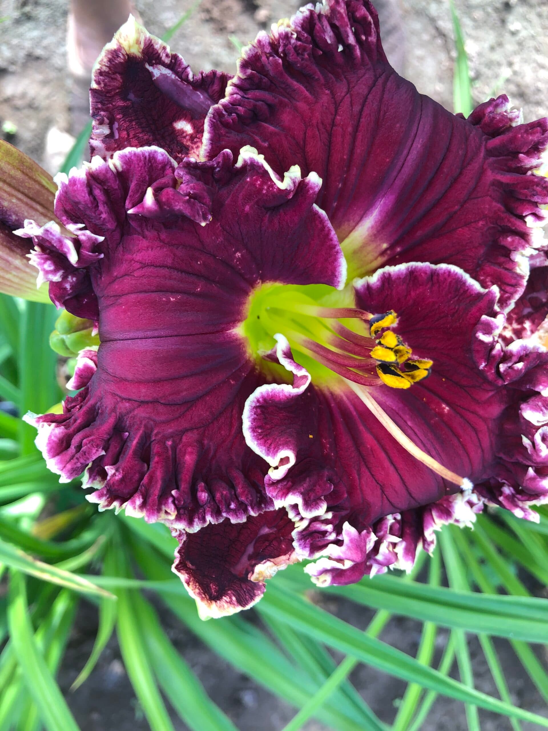Colonial Red daylily