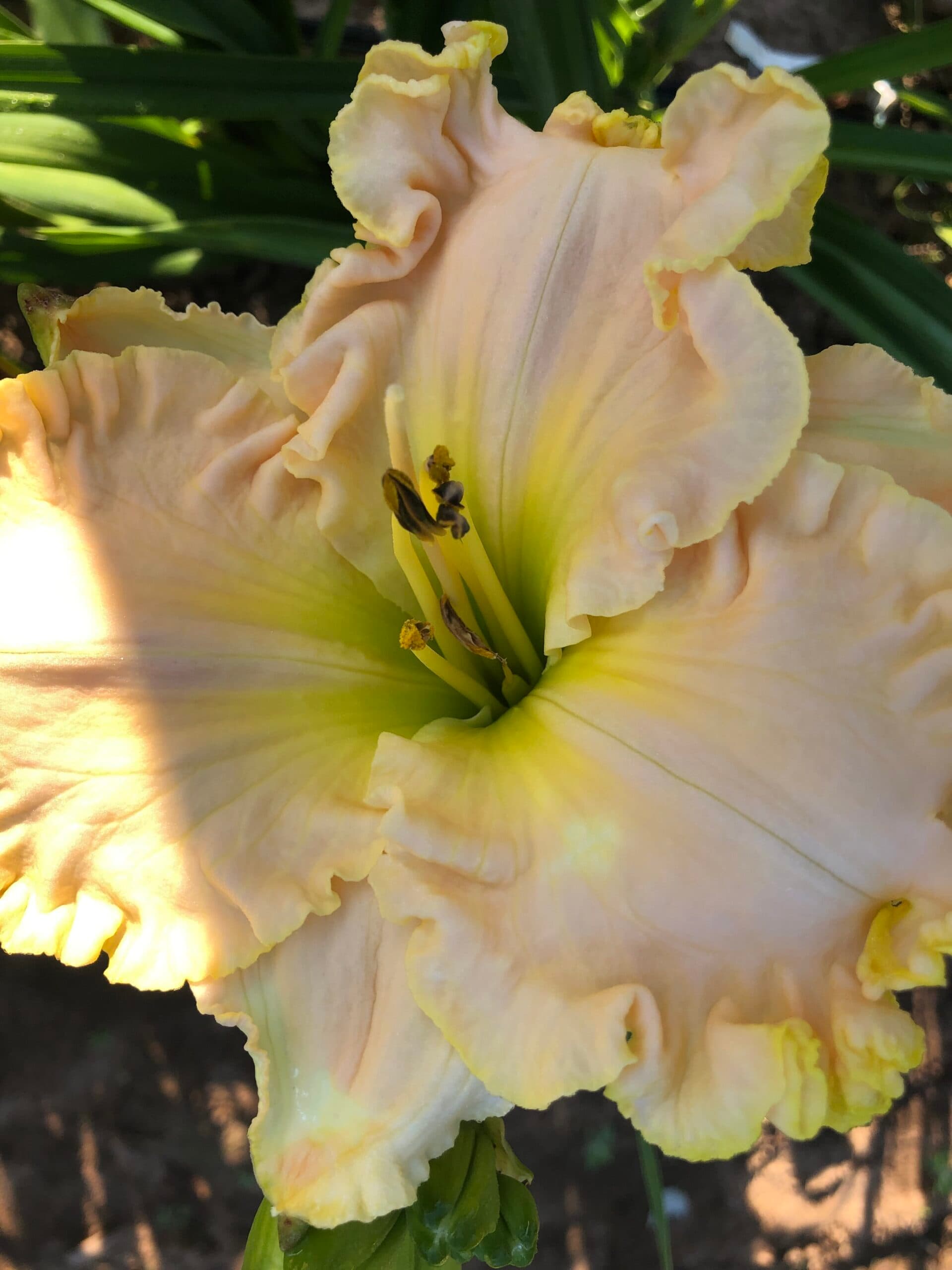 Comfort Inn daylily