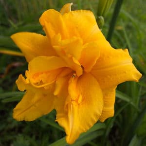 Common Sense daylily