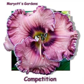 Competition daylily