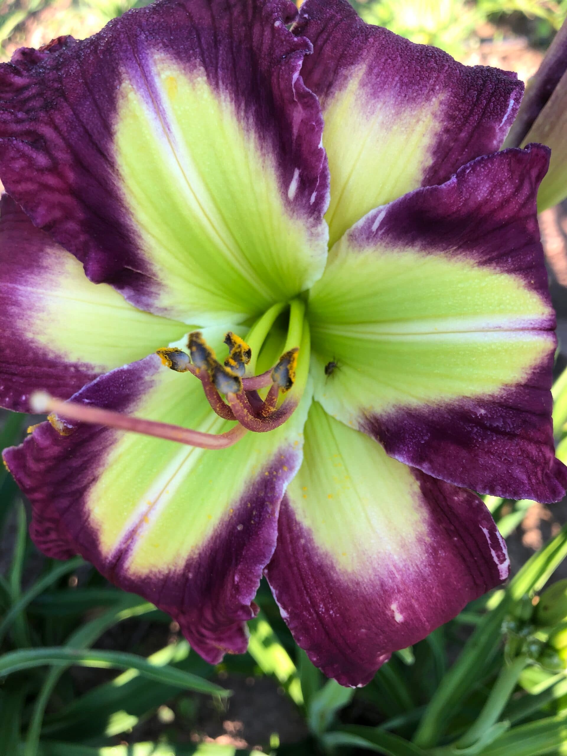 Cool Composure daylily