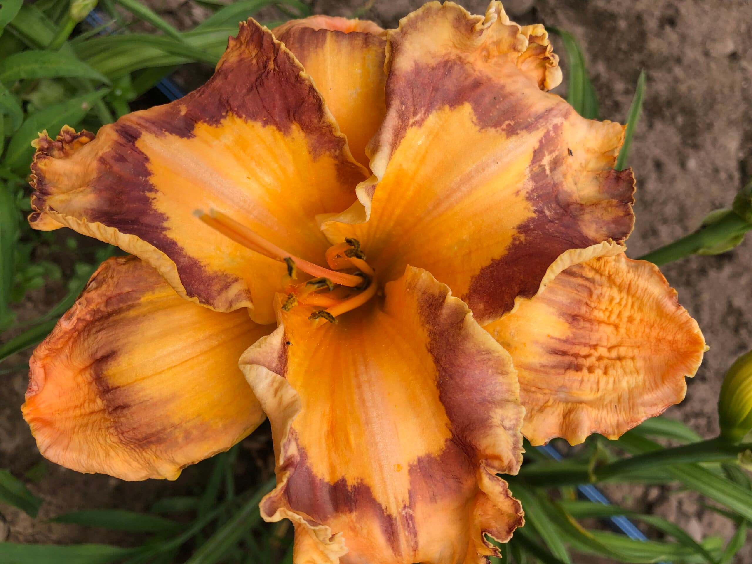 Corona Star daylily