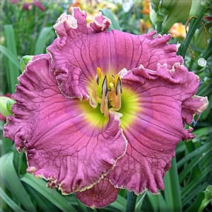 Cosmic Traveler daylily