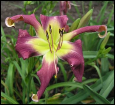 Course Of Action daylily