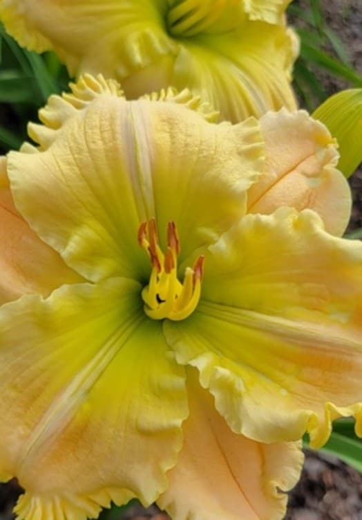 Cover Me In Sunshine daylily