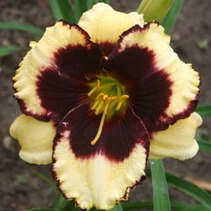 Crazy Ivan daylily