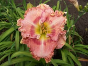 Dancing With Julie daylily
