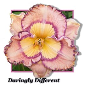 Daringly Different daylily