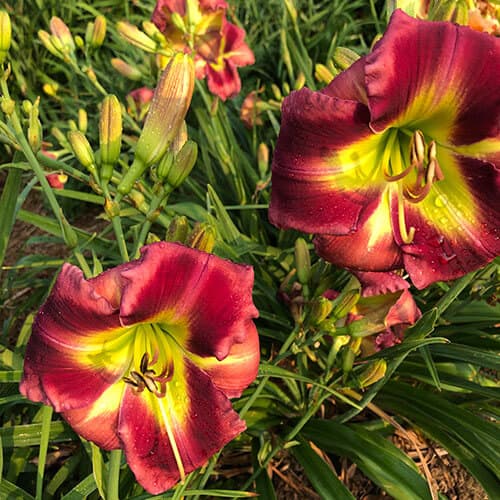 Dating A Royal daylily