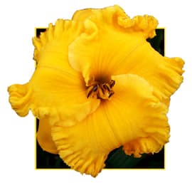 Dazzling Gold daylily