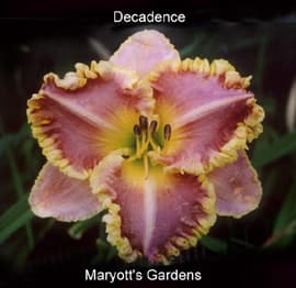 Decadence daylily