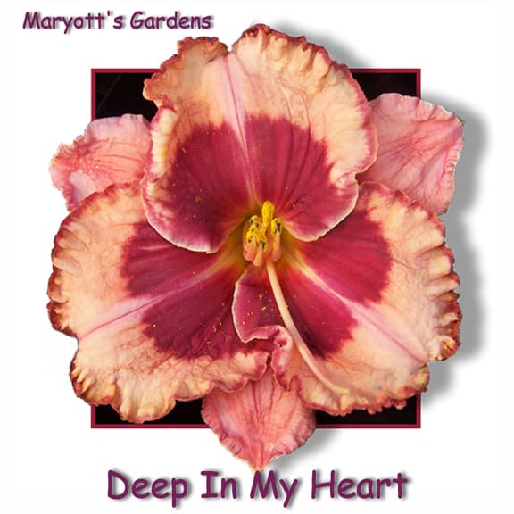 Deep In My Heart daylily