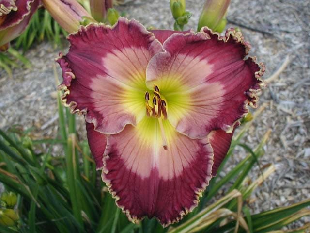 Deep Waters daylily