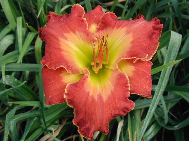 Deliverer daylily