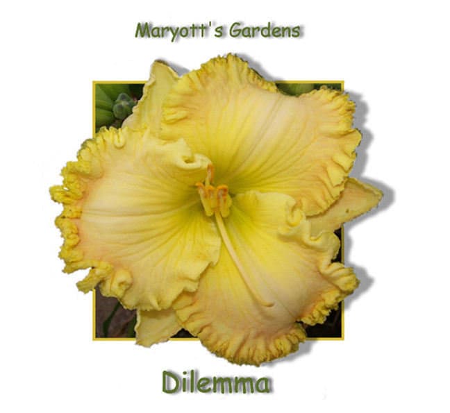 Dilemma daylily