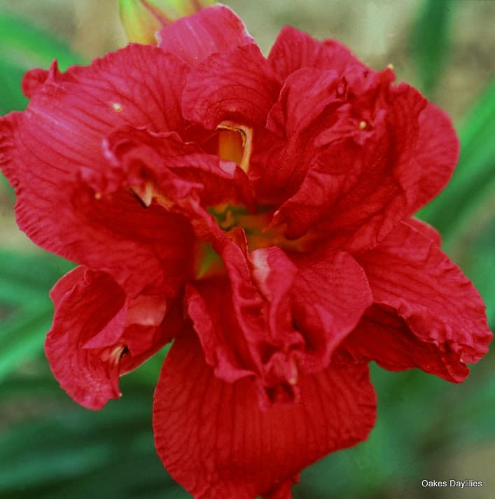 Double Firecracker daylily