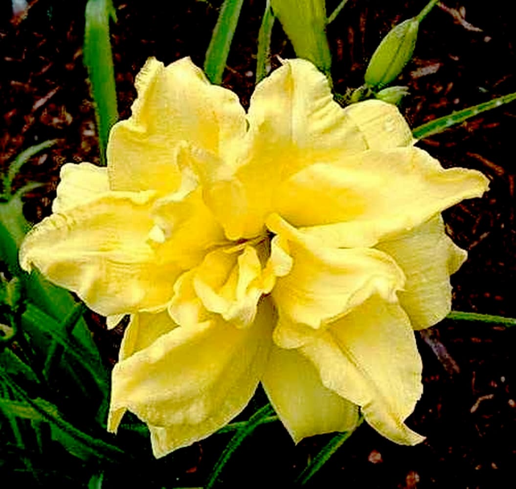 Double River Wye daylily