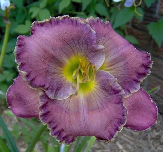 Doyle Pierce daylily