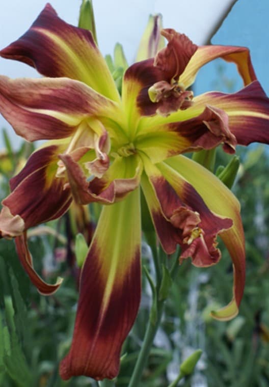 Dr Doom daylily