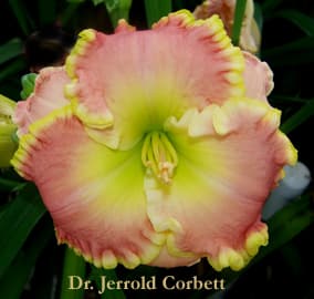 Dr Jerrold Corbett daylily
